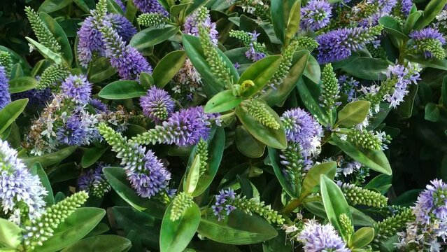 Hebe for sale. Decorative plant.