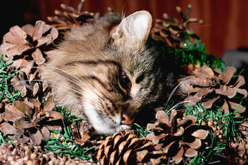 Cat among the cones and branches of the Christmas tree. Naughty cute kitten. Happy New Year,...