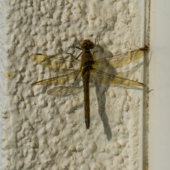 Sunlit dragonfly sitting on a house wall
