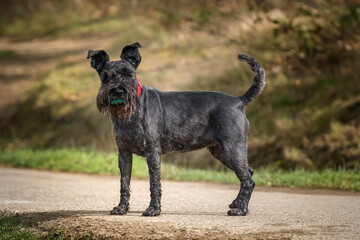 Miniature Schnauzer with a red collar standing tall and looking at the camera