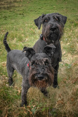 Large Black Schnauzer and a miniature Schnauzer looking upwards towards the camera