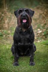 Large Black Schnauzer sitting and looking happy in a forest