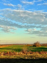 Fototapeta premium landscape with field and blue sky