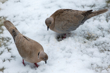 young doves looking for food in to the snow. The Eurasian collared dove (Streptopelia decaocto) is a dove species native to Europe and Asia