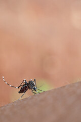 mosquito that sucks human blood