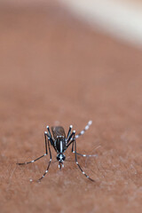 mosquito that sucks human blood