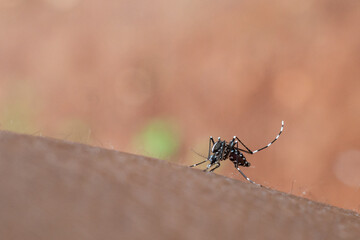 mosquito that sucks human blood