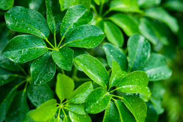 Water on leave background, Green leaf nature