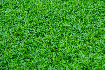 Green grass background, football field