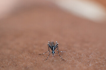 mosquito that sucks human blood