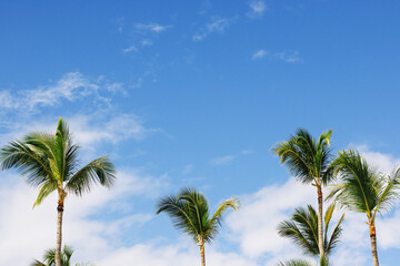 Fototapeta na wymiar Tropical palm trees against blue sky.