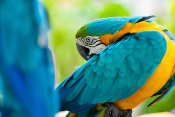 feeding parrot, nature bird, macaw