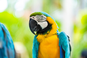 feeding parrot, nature bird, macaw