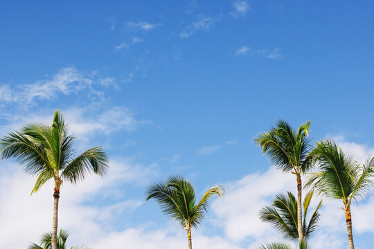 Tropical palm trees against blue sky.