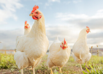 Chicken, farming and agriculture on grass, field or outdoor for free range eating, organic or...