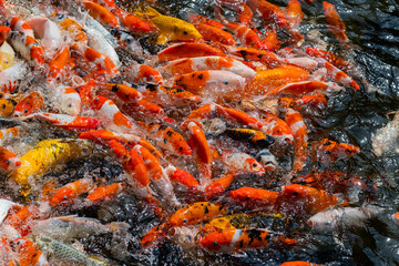 Obraz na płótnie Canvas carp fish pond background, colorful background, Fancy carp