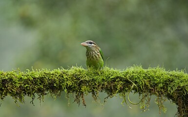 White cheeked Barbet sitting on the tree trunk with beautiful background. This photo was shot at coorg, Karnataka,india. This is also called as Small Green Barbet