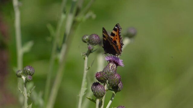 Danish National Butterfly, Small Tortoiseshell Butterfly On Milk Thistle Flower. Nymphalis On Silybum Marianum. closeup