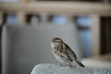 Sparrow sitting on a chair as a closeup