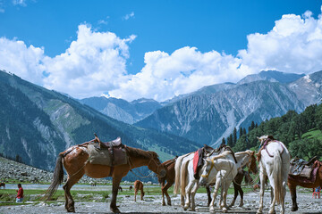 Travel pictures from Kashmir with lush green landscapes, sunsets, lakes, animals, etc. Used Fuji Xt200