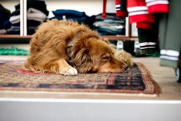 Cute furry Retriever sleeping on a carpet indoors