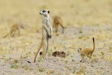 Closeup shot of a meerkat standing up at Central Kalahari National Park, Botswana