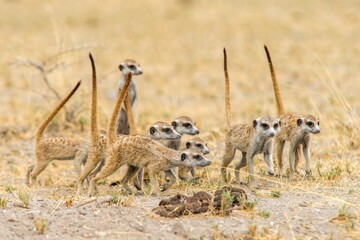 Closeup shot of a group of meerkats on a field at Central Kalahari National Park, Botswana