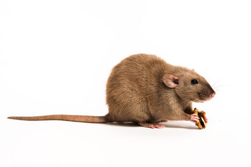 Brown domestic rat Dumbo on a white background eating a nut. Side view