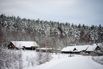 winter forest landscape with snow