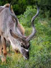 Greater kudu (Tragelaphus strepsiceros) male feeding. Eastern Cape. South Africa