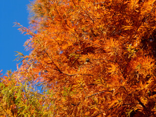 鮮やかに紅葉したラクウショウ
