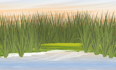Shore of a lake or river with tall green grass. Realistic vector landscape