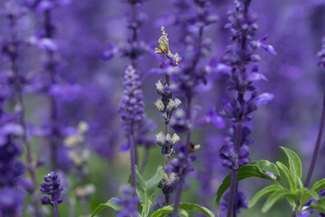 Close up purple salvia purple flowers in garden