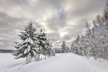 winter forest landscape with snow