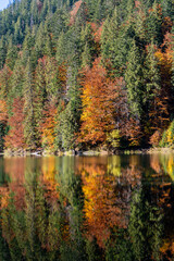 Beautiful colourful trees reflecting in calm water surface on a sunny autumn day. Vibrant landscape scene. Nature background