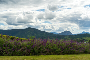 Mountain view with cloudy sky and lavender in bloom in the foreground. Scenic Rim, Queensland, Australia 