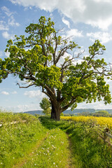 Fototapeta na wymiar Old oak trees in the countryside.