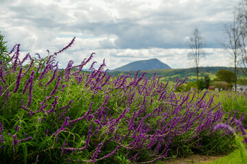 View past a field of lavender across countryside to distant mountain. Selective focus. Scenic Rim, Queensland, Australia. 