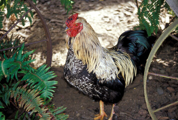 Rooster standing outside.