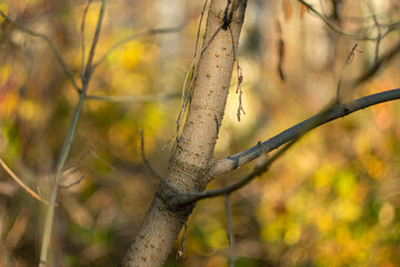 Tree branch on a blurred autumn background.