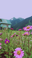 Travel pictures from Kashmir with lush green landscapes, sunsets, lakes, animals, etc. Used Fuji Xt200