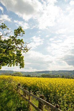 Old oak trees in the countryside.