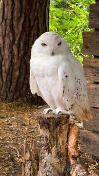 White Owl In The Zoo