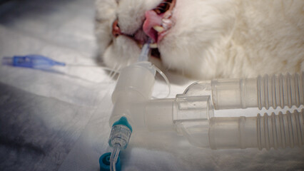 Close-up. The cat lies on the table in anesthesia with a tube in the trachea. An intubated cat is...