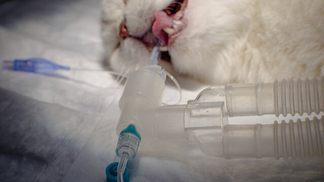 Close-up. The cat lies on the table in anesthesia with a tube in the trachea. An intubated cat is ready for surgery. The tube in the trachea allows you to breathe freely during anesthesia.