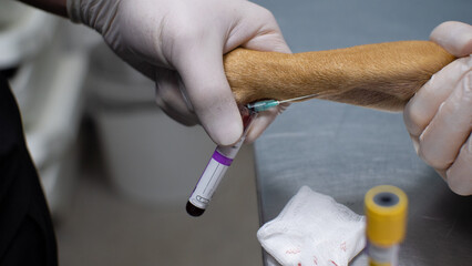 Close-up. The doctor draws a blood sample from the dog's front paw with a needle for analysis....