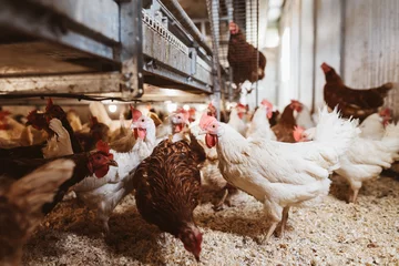 Deurstickers Chickens on a chicken farm in their coop © contrastwerkstatt
