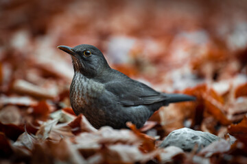 A bird chilling in the autumn leaves at Tovel Lake, Northern Italy