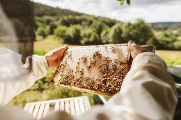 Fotobehang Beekeeper holding a honeycomb over the hive © contrastwerkstatt