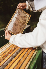 Beekeeper holding a honeycomb over the hive